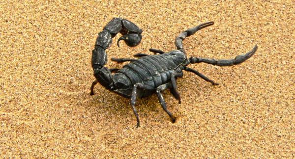 Why is scorpion venom expensive?