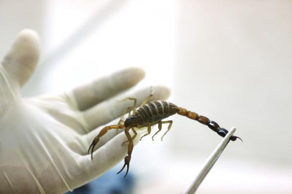 What are the medical benefits of Scorpion venom