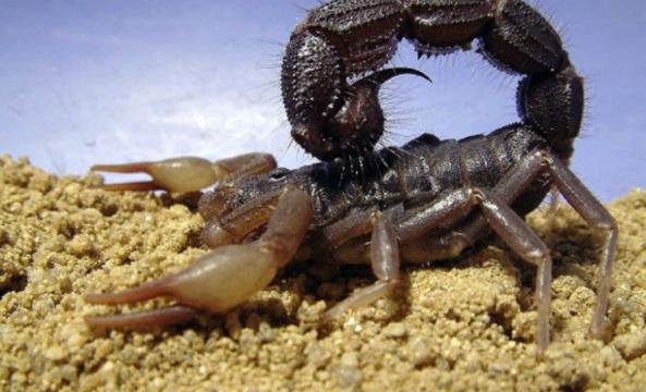 Profit growth of Scorpion venom in 2021