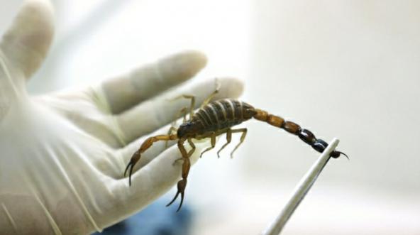 Scorpion venom export business in 2021