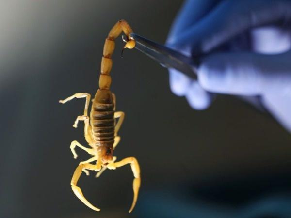 Latest Scorpion venom price in 2021