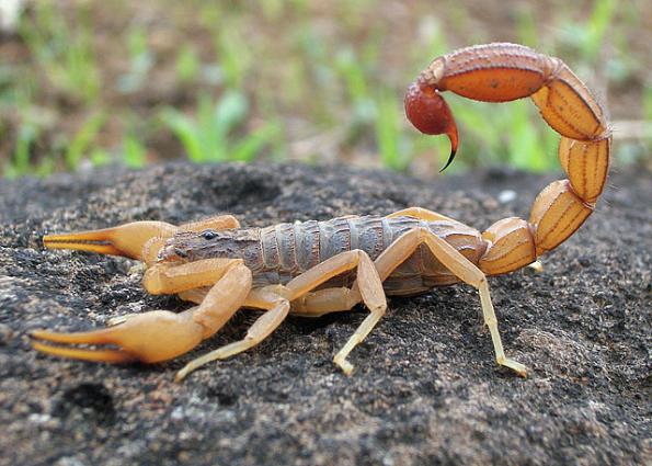 Medical benefits of Scorpion venom