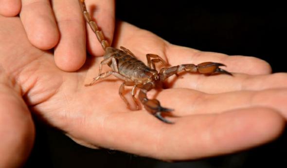 How to sell scorpion venom?