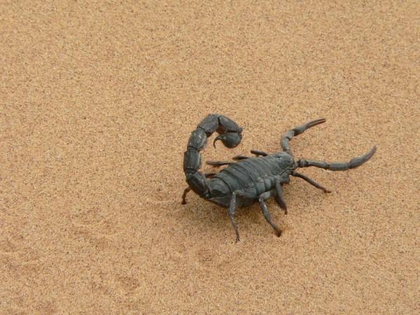 How Scorpion venom is obtained?