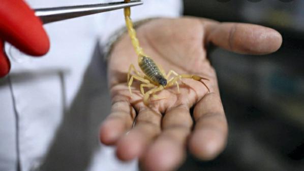 Export business of Scorpion venom