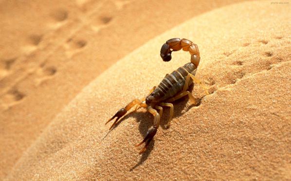 Can scorpion venom heal wounds?