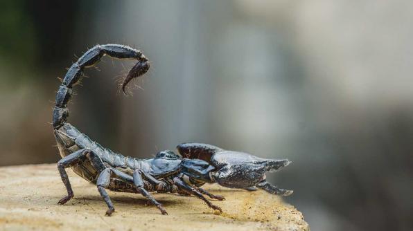 Scorpion venom annual sales growth