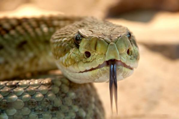 Snake venom export industry in 2021