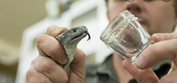 International merchandise trade of Snake venom