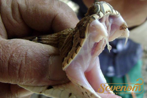 Top notch Snake venom Main Suppliers