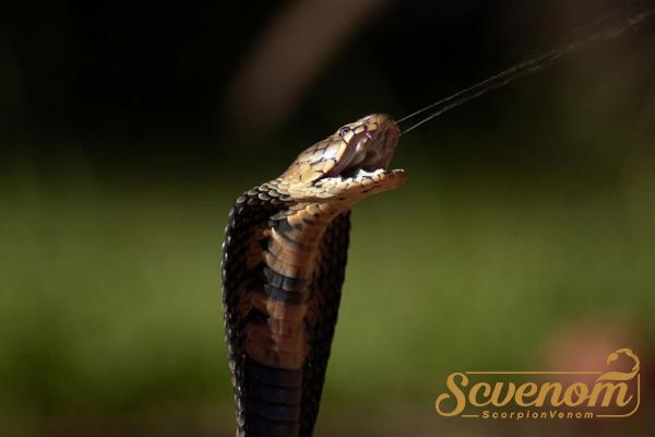 World class Snake venom Wholesale Suppliers