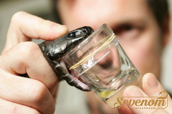 Wholesale Suppliers of World class Snake venom