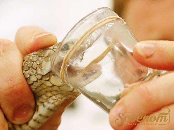 snake-venom-trade-market-in-2021-mehr