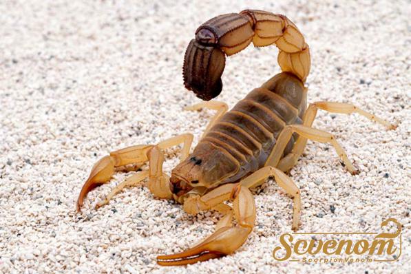 Scorpion venom Distribution centers