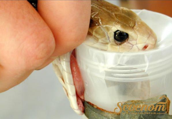 snake-venom-world-trade-statistics-mehr