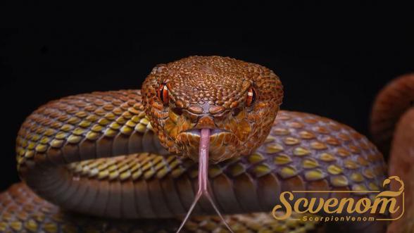 Snake venom types for sale