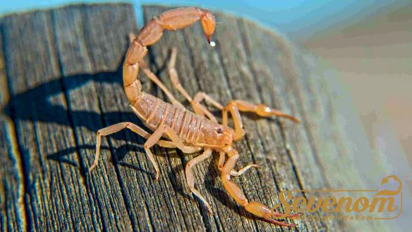 Is scorpion venom good for arthritis?