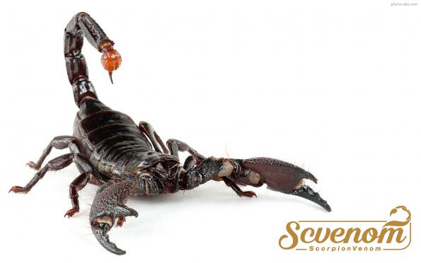 What can scorpion venom be used for?