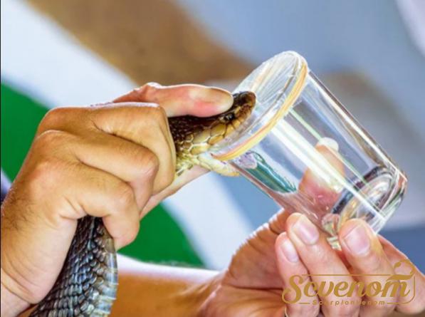 What is snake venom used for medically?