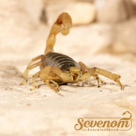 Scorpion venom trade market in 2021