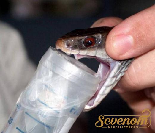 Distributing Snake venom in bulk