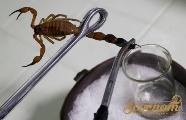 How is scorpion venom extraction?