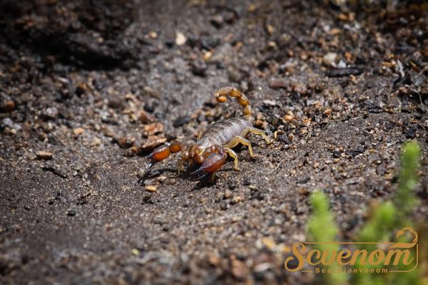 Trade market of scorpion venom