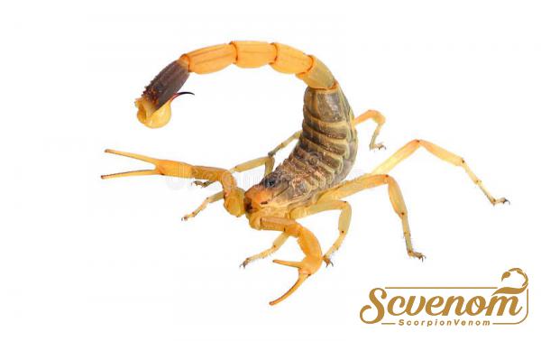 Wholesale Supplier of scorpion venom