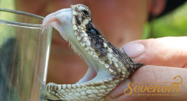 How does snake venom help humans?