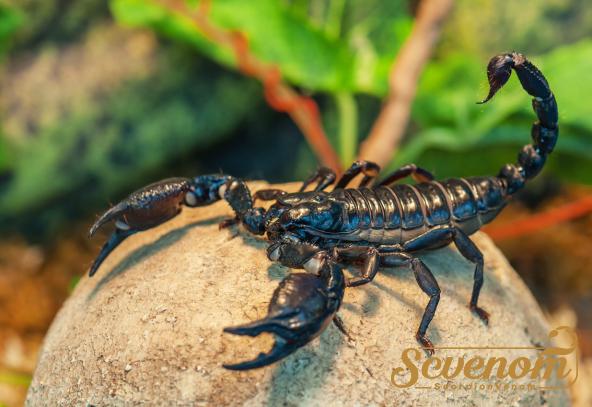 Scorpion venom Distribution centers in bulk