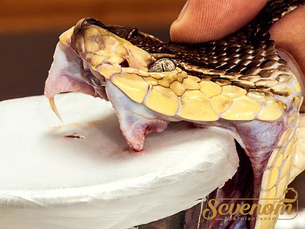 Snake venom distributors in bulk