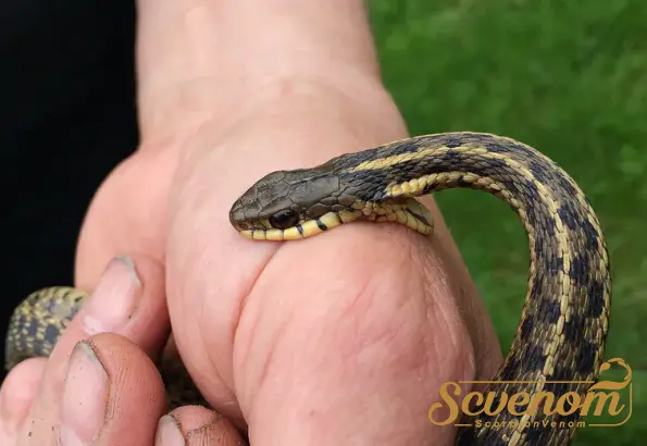 Exporting Snake venom in bulk