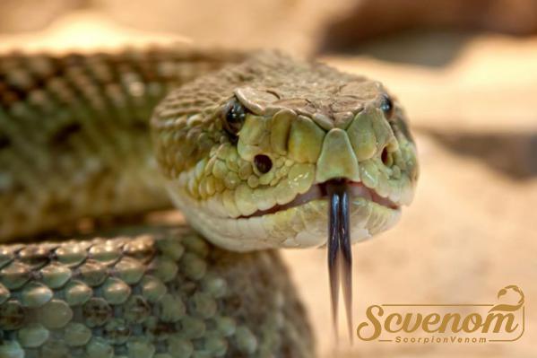 Bulk selling of Snake venom in 2021