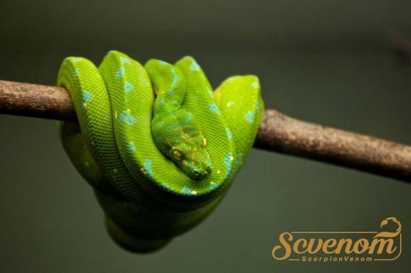 What Colour is snake venom?