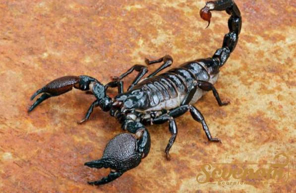 What does scorpion venom cure?