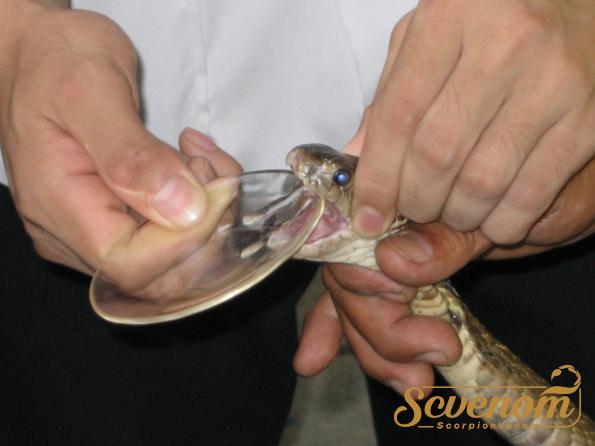 Is snake venom used in medicine?