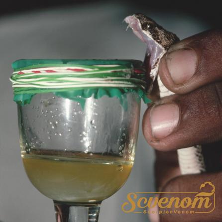 Purchase Different Snake venom types