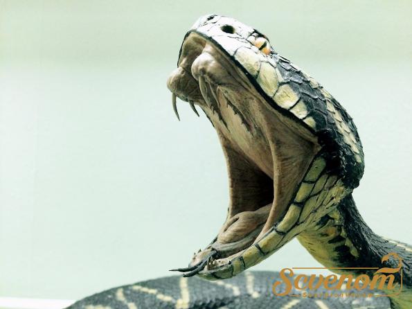 What is snake venom used for medically?