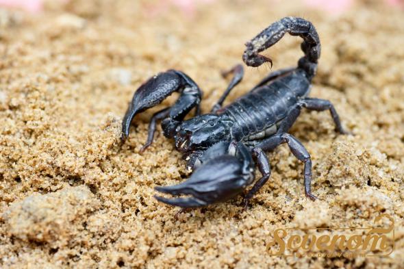 What is scorpion venom?