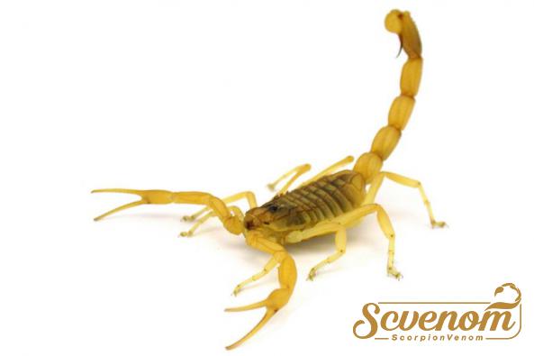 How Scorpion Venom Is Helping Doctors Treat Cancer?