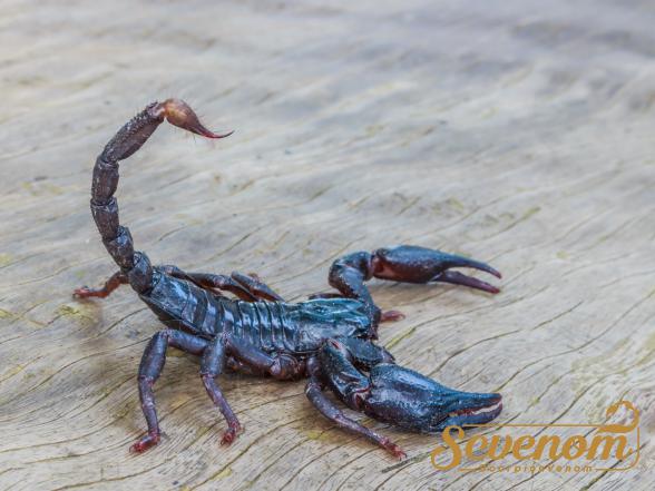 Bulk selling of scorpion venom in 2021