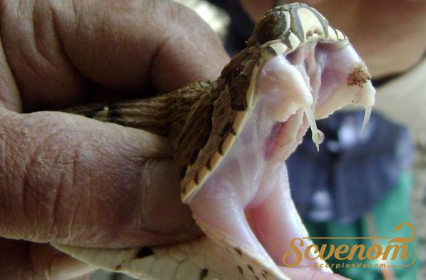 What are the benefits of snake venom?