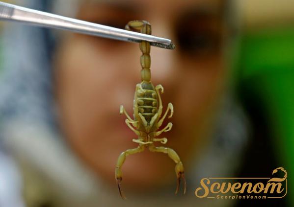 Selling price of scorpion venom in 2021