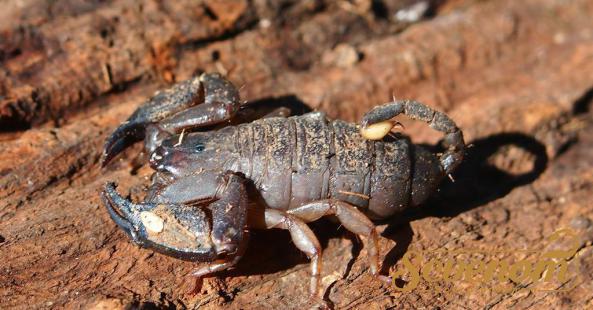 Can scorpion venom heal wounds?