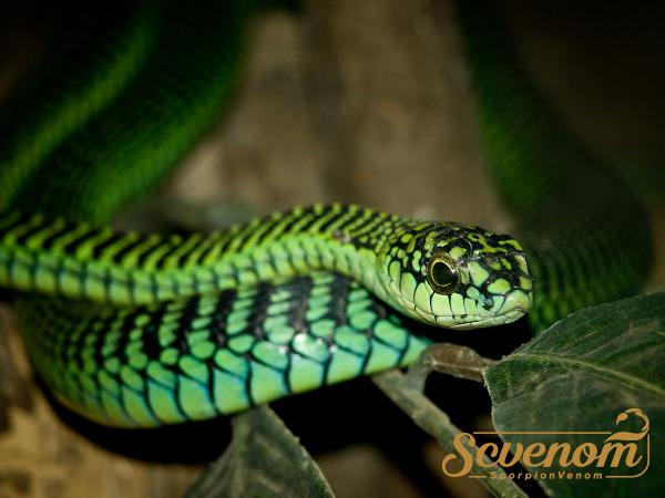 Can snake venom be used as medicine?