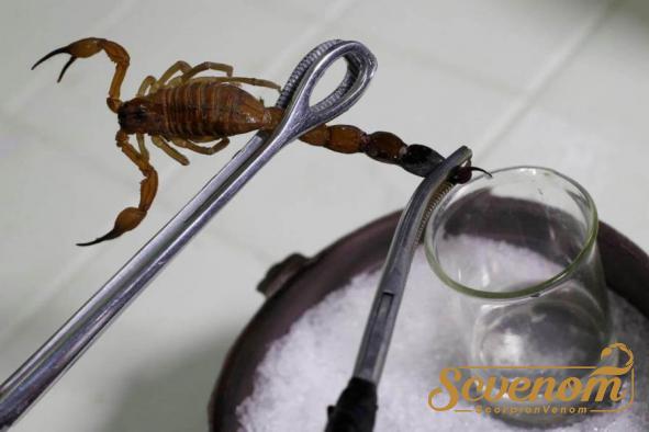 What is scorpion venom used for?