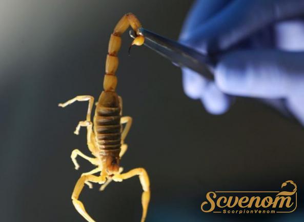 Bulk marketing of Scorpion venom