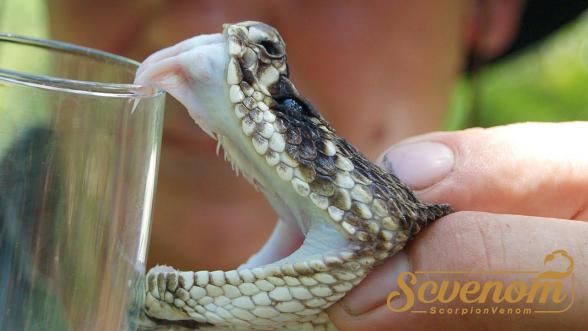 Snake venom Exporting Countries