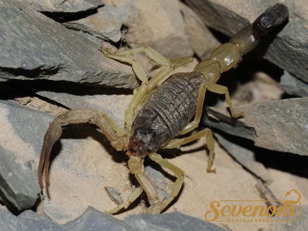 Global production of First rate scorpion venom