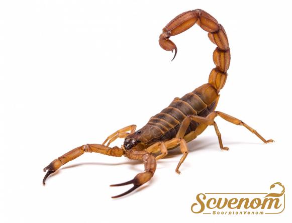 How much venom can you get from a scorpion?